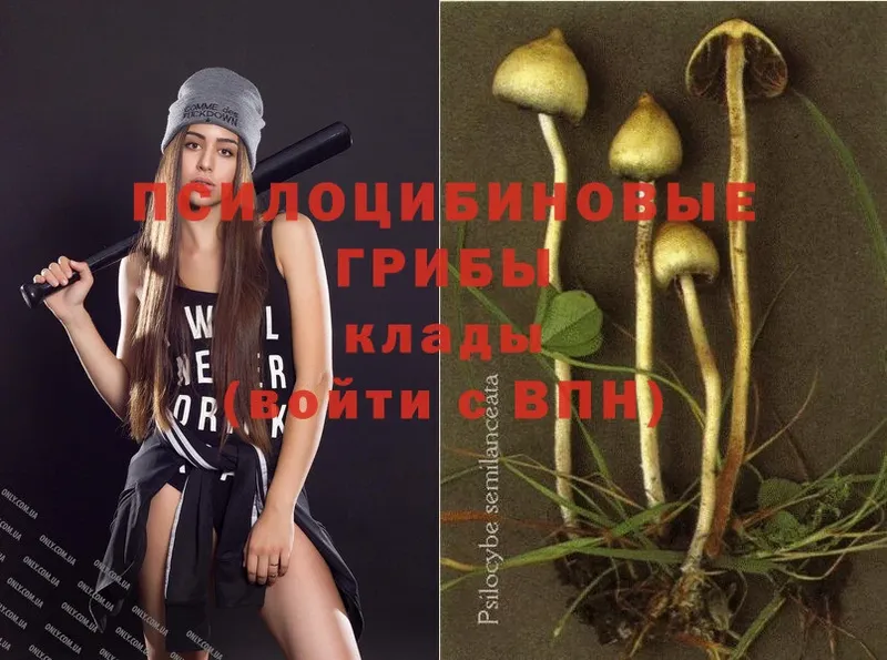 как найти   Весьегонск  Галлюциногенные грибы MAGIC MUSHROOMS 